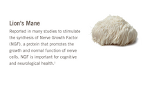 Load image into Gallery viewer, OM Mushroom Lion’s Mane Organic Mushroom Powder