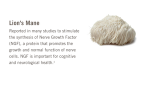 OM Mushroom Lion’s Mane Organic Mushroom Powder